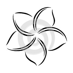 Frangipani or plumeria exotic summer flower. Engraved frangipani isolated in white background. Vector illustration