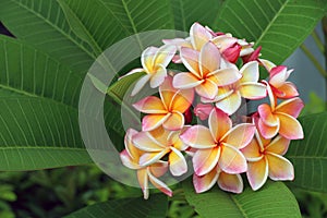 Frangipani, Plumeria flower