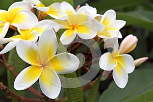 Frangipani (plumeria) flower