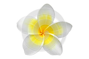 Frangipani(plumeria) flower