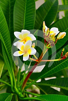 Frangipani plumeria flower blooms closeup photo