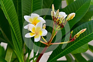 Frangipani (plumeria) flower photo