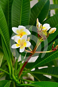 Frangipani (plumeria) flower photo