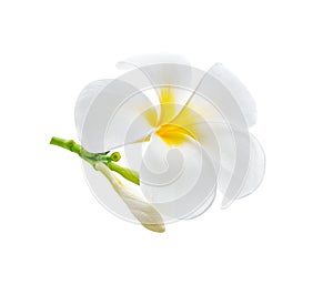 Frangipani, plumeria flower isolated on white background