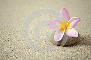 Frangipani or plumeria flower on a zen stone with copy space