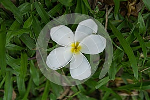 Frangipani or Plumeria flowers blooming in the garden