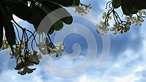 Frangipani or Plumeria flowers with blue sky and clouds in the garden