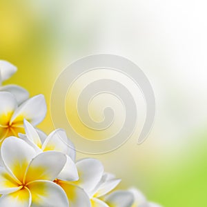 Frangipani Plumeria flowers border photo