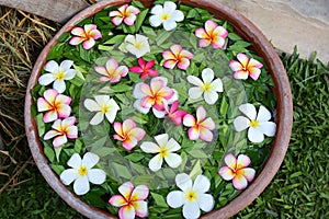 Frangipani or Plumeria flowers in bowl with water Spa concept