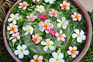 Frangipani or Plumeria flowers in bowl with water Spa concept