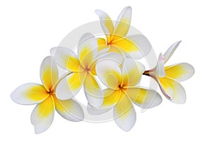 Frangipani (plumeria) flowers isolated on white photo