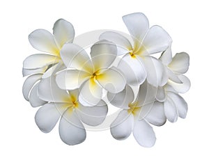 Frangipani plumeria flowers isolated on white background, clipping path