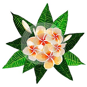 Frangipani plumeria flowers with leaves.