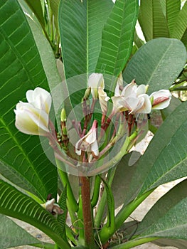 FRANGIPANI /PLUMERIA RUBRA