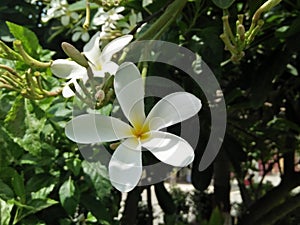 FRANGIPANI /PLUMERIA RUBRA