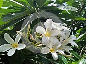 FRANGIPANI /PLUMERIA RUBRA