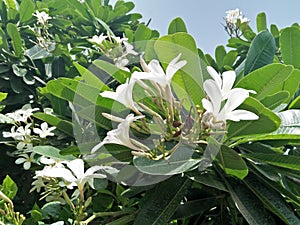 FRANGIPANI /PLUMERIA RUBRA