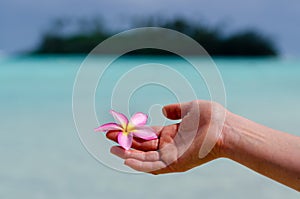 Frangipani (Plumeria rubra)