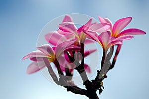 Frangipani (Plumeria rubra)