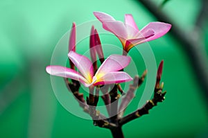 Frangipani (Plumeria rubra) photo