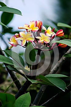 Frangipani (Plumeria rubra) photo