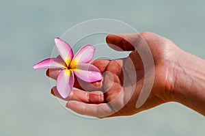 Frangipani (Plumeria rubra) photo