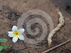 Frangipani, Plumeria, Templetree exotic aroma smell BALI style spa flowers photo