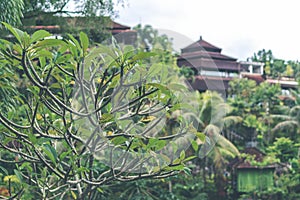 Frangipani plumeria tree in balinese garden outdoors. Bali.