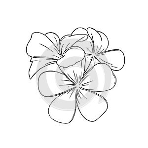 Frangipani or plumeria tropical flower. Engraved frangipani isolated in white background. Vector illustration