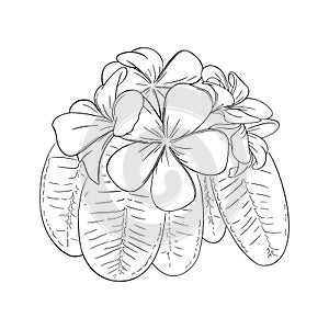 Frangipani or plumeria tropical flower with leaves. Engraved frangipani isolated in white background. Vector