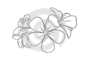 Frangipani or plumeria tropical flower for leis. Engraved frangipani isolated in white background. Vector illustration