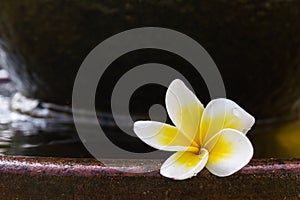 Frangipani or plumeria with water