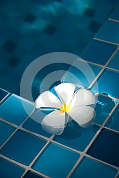 Frangipani in the pool