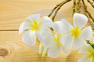 Frangipani, Pumeria photo