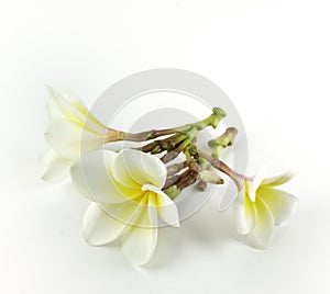 Frangipani, Pumeria, photo