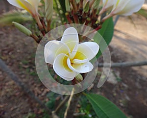 Frangipani - White and yellow flower photo