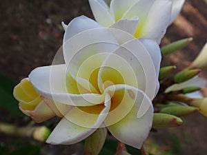 Frangipani - White and yellow flower photo