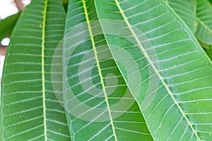 Frangipani`s leaves and its veins which are a knd of dicotyledon tree