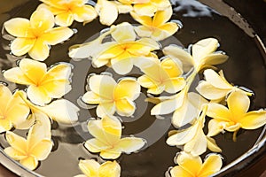 Frangipani spa flowers