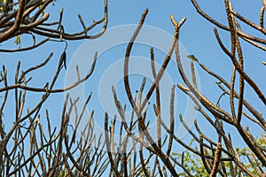 Frangipani tree on a blue sky background.