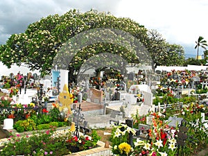 A frangipani tree in a graveyard on Reunion Island.