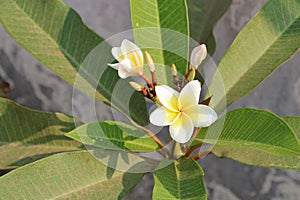 frangipani tree in luang prabang (laos)