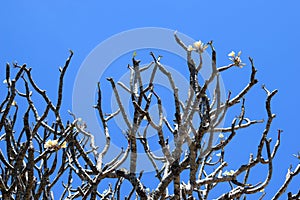 FRANGIPANI TREE WITH MANY BRANCHES AND FLOWER