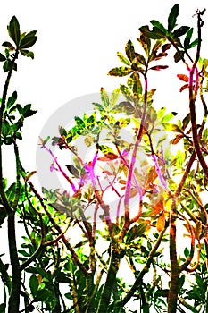 Frangipani tree top double exposure