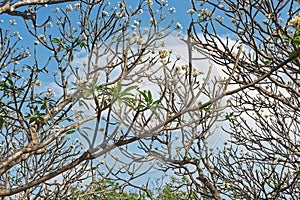 Frangipani trees and their flowers with blue sky in the background.