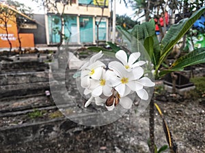 Frangipani trees will shed their flowers before withering in a condition that still retains a good smell. Indonesia, 4 April 2021