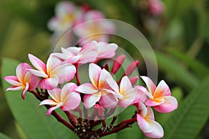 Frangipani tropical flower photo