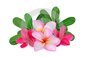 Frangipani tropical flower, plumeria, Lanthom, Leelawadee flower