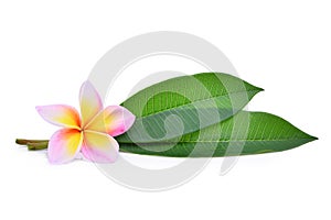 Frangipani tropical flower, plumeria, Lanthom, Leelawadee flower with green leaves isolated