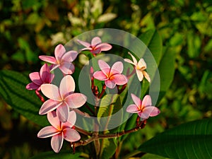 Frangipani tropical flowers biodiversity of Norht America